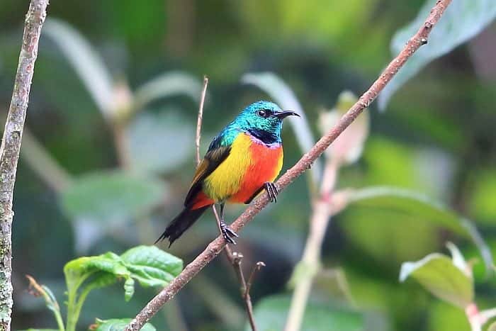 Nyungwe Forest regal sunbird
