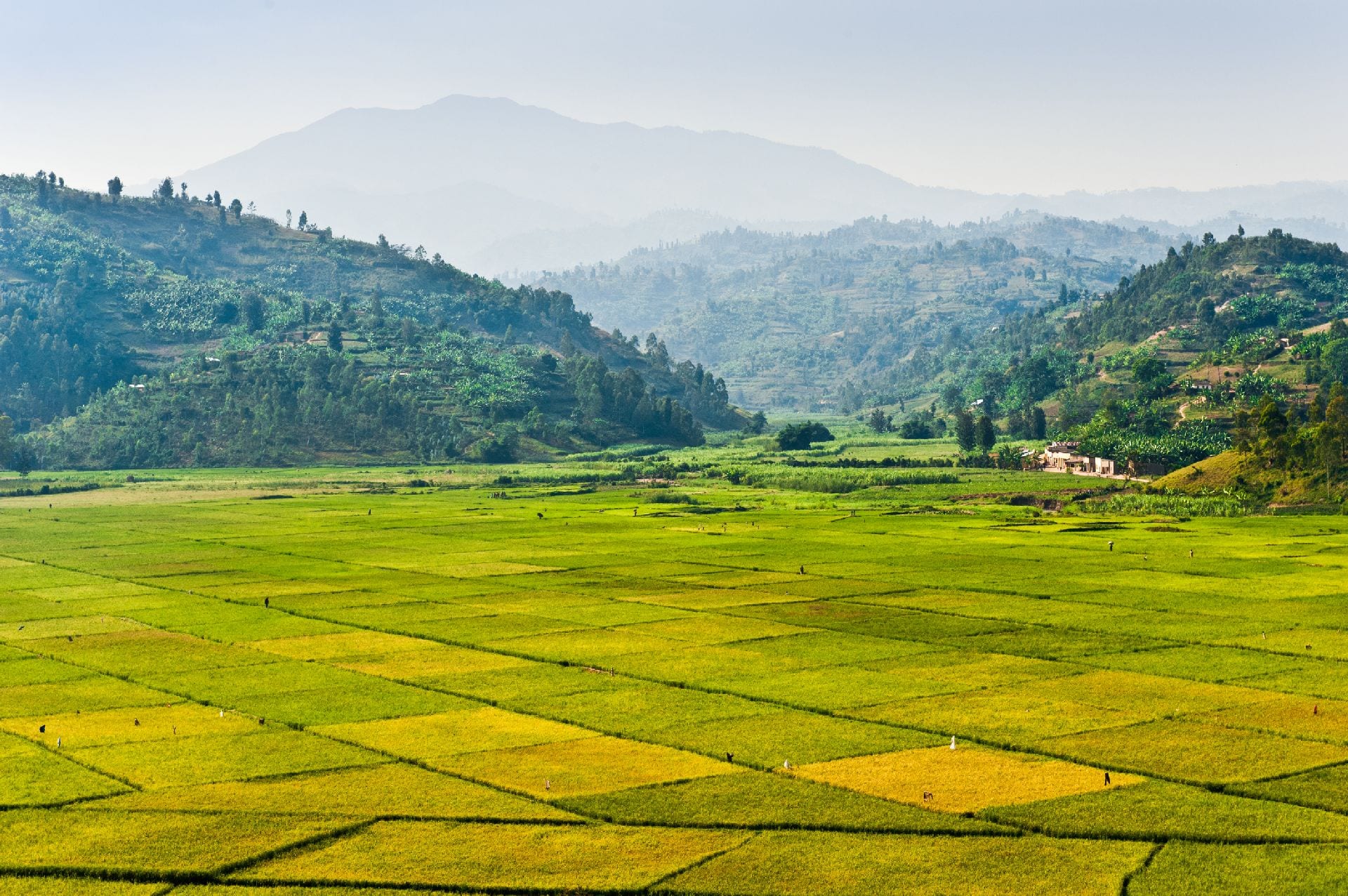Rwanda rural farming