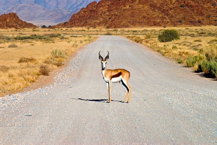 Self-drive Namibia - buck in the road