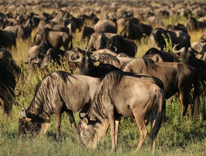 The cost of a safari in Kenya in 2025?