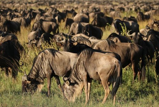 Where to go in Africa in August, September and October