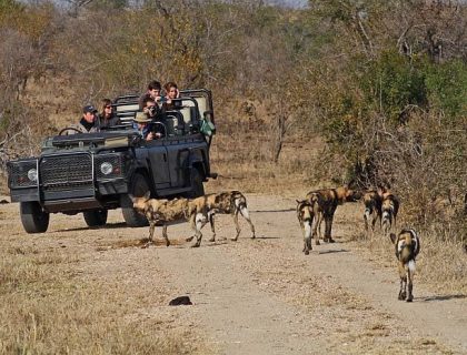 Shindzela-Tented-Camp-Game-drive-vehicle-wild-dog