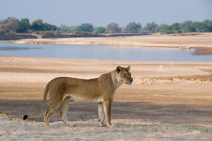 South-Luangwa-Bushcamp-Company-lioness-on-hunt-700