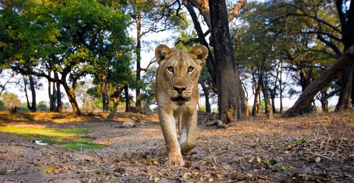 Cedarberg Travel | South Luangwa Safari with Time & Tide