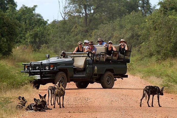 South-Luangwa-Wild-Dogs-With-NCS-game-drive
