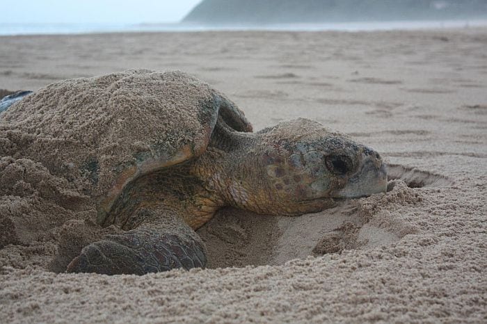 Turtle-tracking-Southern-Mozambique-white-pearl-resort-turtle