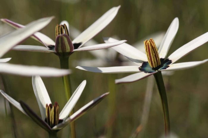 Cedarberg Travel | Bartholomeus Klip Farmhouse