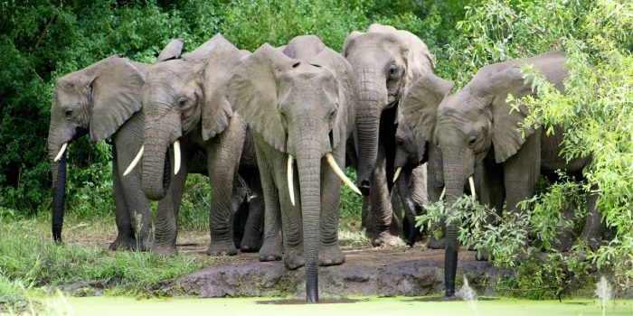 Cedarberg Travel | Tanzania Discovery Safari