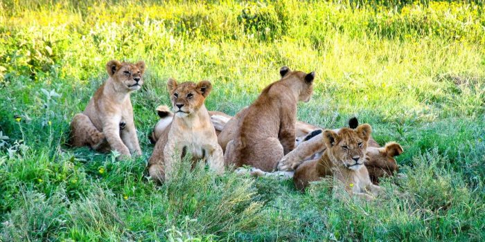 Cedarberg Travel | Tanzania Discovery Safari