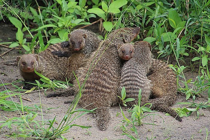 Tarangire dwarf mongoose