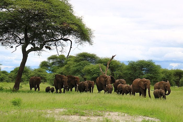 Tarangire elephant herd