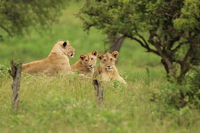 Tarangire lionesses