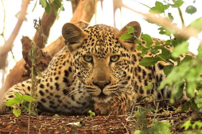 Thanda-Game-Reserve-leopard