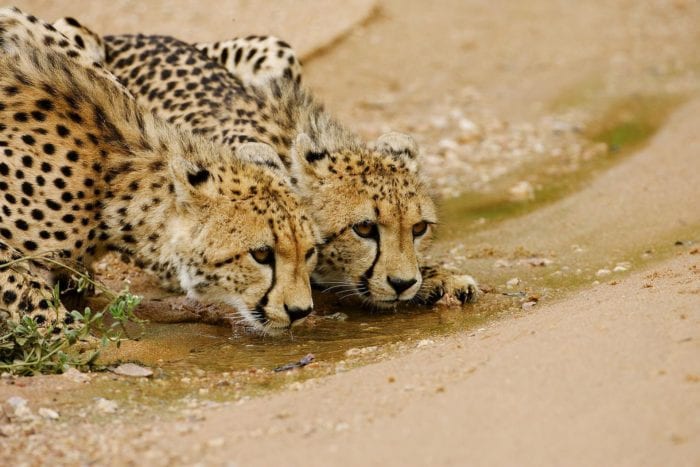 Cedarberg-Africa-Thornybush-Royal-Malewane-cheetah-juan-pinto