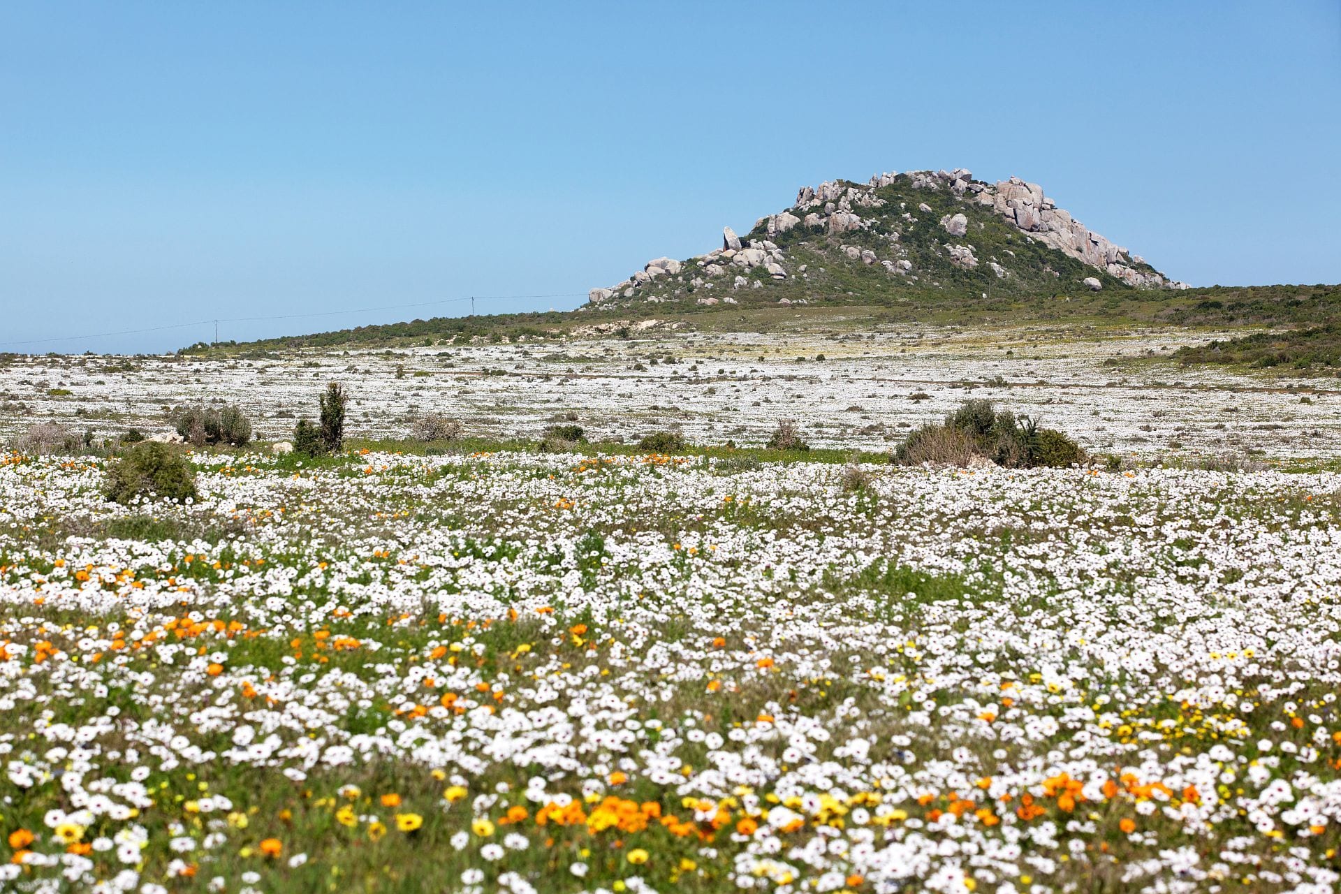 Cederberg & West Coast wild spring flowers