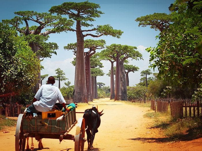 Alley of Baobabs in Western Madagascar adventure