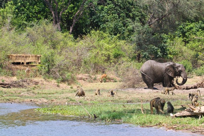 Cedarberg Travel | Chiawa Camp