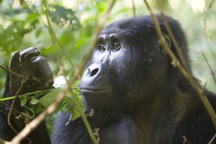Cedarberg Travel | Bwindi Safari Lodge