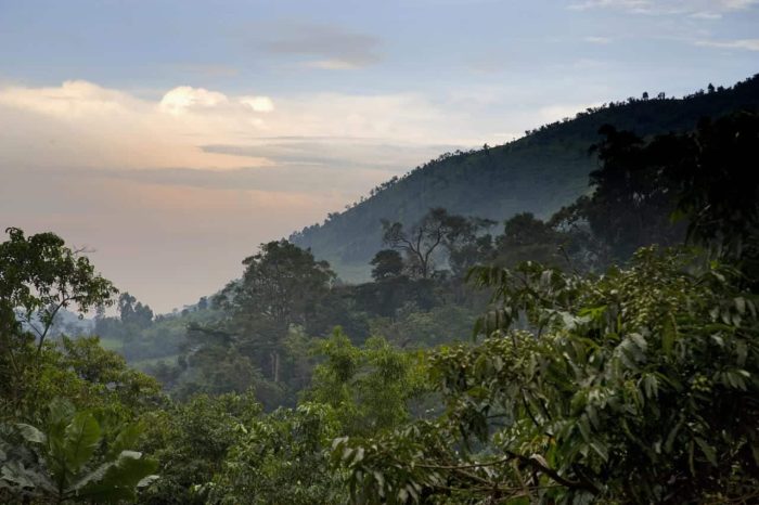 Cedarberg Travel | Bwindi Safari Lodge