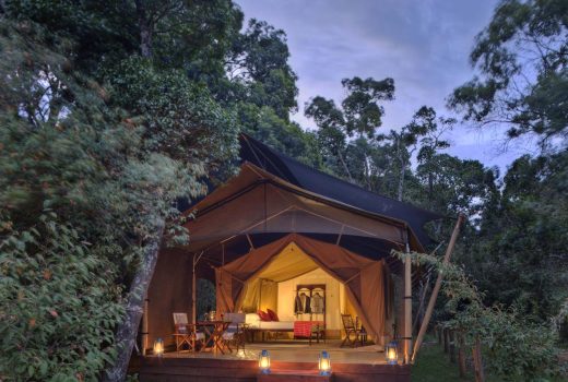 Elephant Pepper Camp