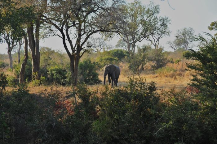 Cedarberg Travel | Imbali Safari Lodge