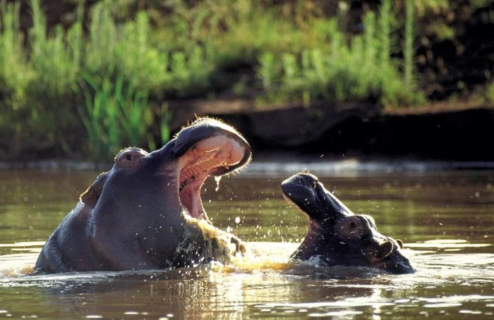 Cedarberg Travel | Eastern Cape Safari at Kariega