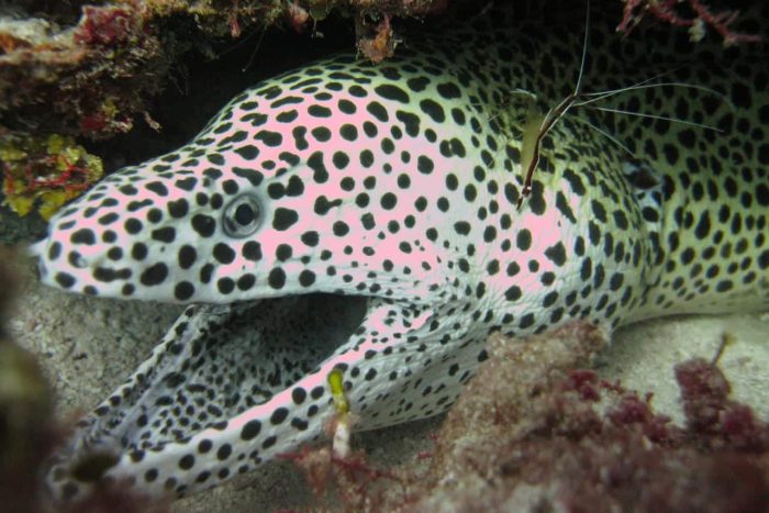 Cedarberg Travel | Matemwe Attitude Hotel