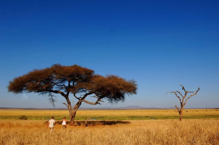 Cedarberg Travel | Tarangire Kuro Treetops Lodge (Nomad)