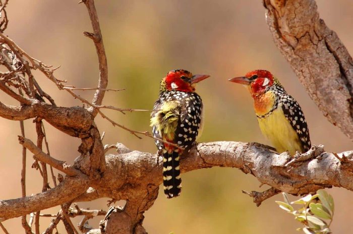 Cedarberg Travel | Tarangire Kuro Treetops Lodge (Nomad)
