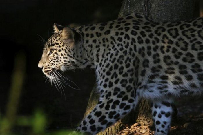 Cedarberg Travel | Shepherd's Tree Game Lodge