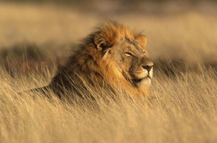Cedarberg Travel | Shepherd's Tree Game Lodge