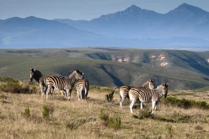 Cedarberg Travel | Gondwana Game Reserve