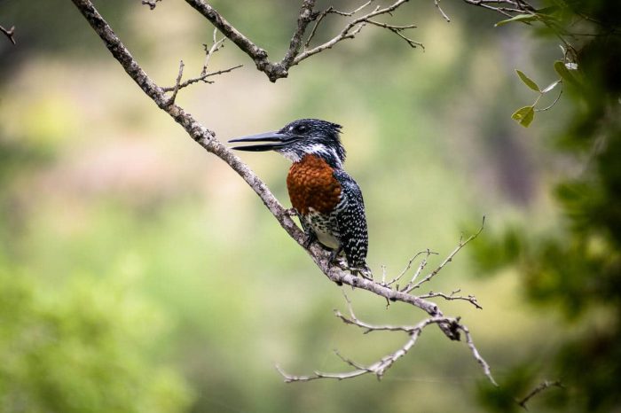 Cedarberg Travel | Singita Sweni Lodge