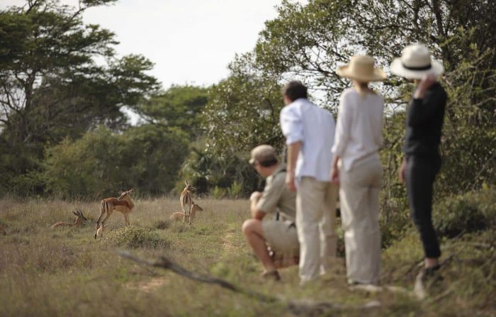 Cedarberg Travel | andBeyond Phinda Vlei Lodge
