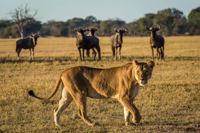 Cedarberg Travel | South Africa, Hwange & Victoria Falls Explorer