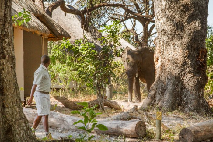 Cedarberg Travel | Kwando Lagoon Camp