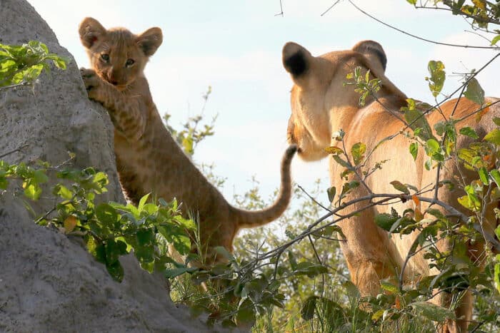 Cedarberg Travel | Kruger Safari & Mozambique Family Breakaway
