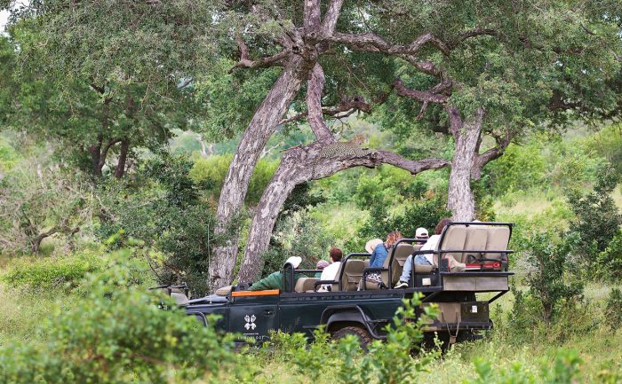 Cedarberg Travel | Londolozi Tree Camp