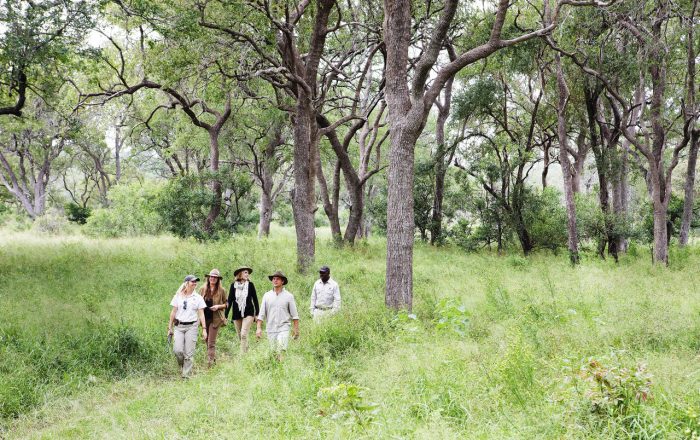 Cedarberg Travel | Londolozi Tree Camp