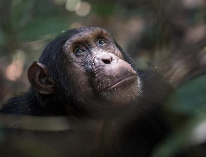 Gorillas, Chimps & Migration Safari