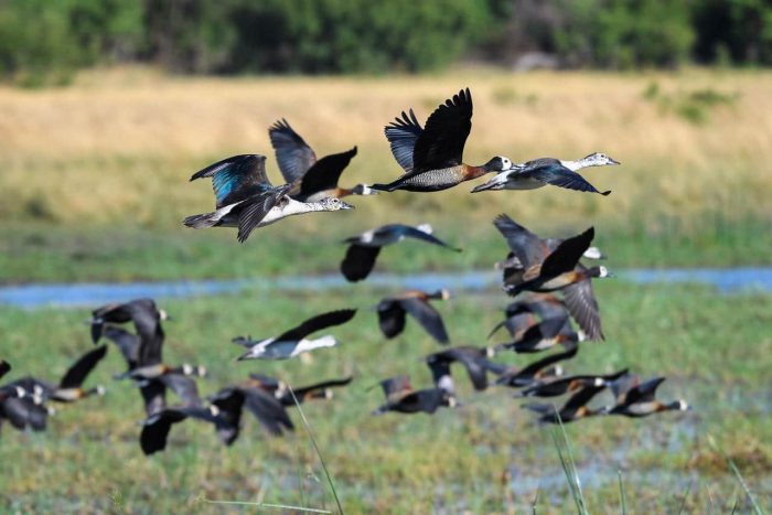 Cedarberg Travel | Savuti Camp