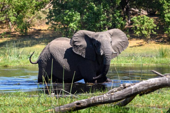 Cedarberg Travel | Savuti Camp