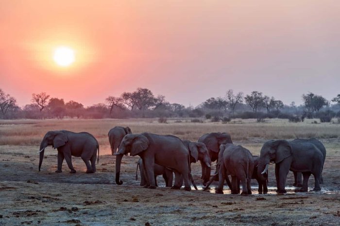 Cedarberg Travel | Savuti Camp