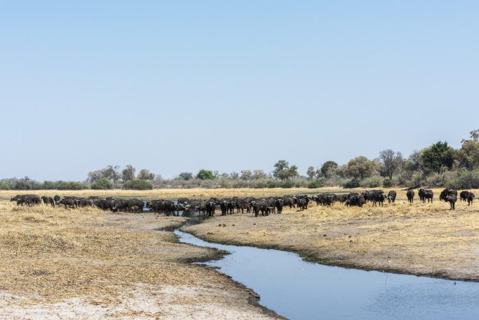Cedarberg Travel | Savuti Camp
