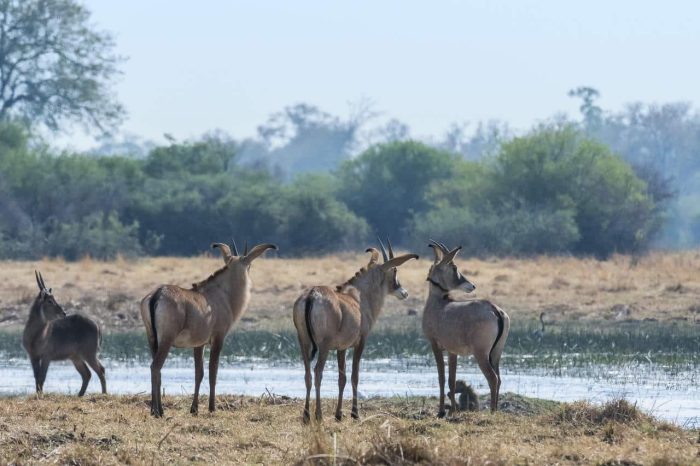 Cedarberg Travel | Savuti Camp