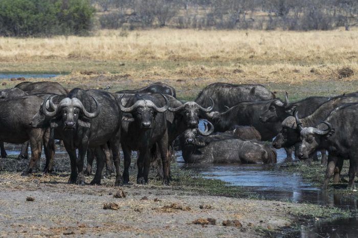 Cedarberg Travel | Savuti Camp