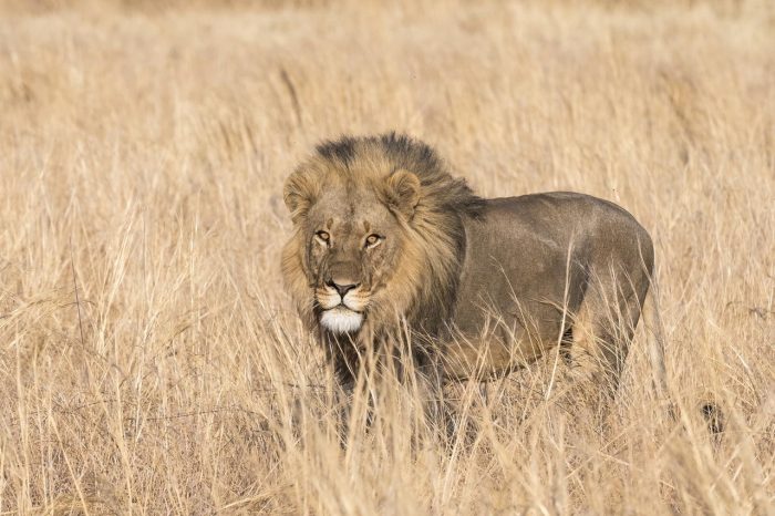 Cedarberg Travel | Savuti Camp