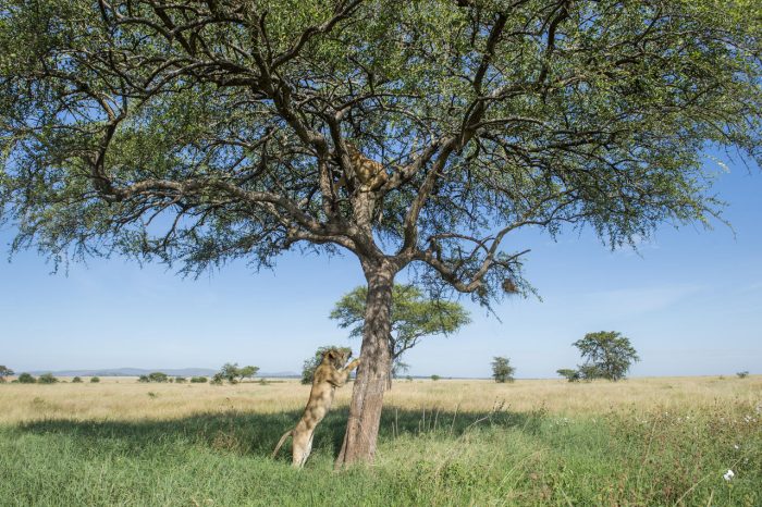 Cedarberg Travel | Singita Faru Faru Lodge