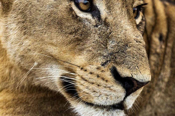 Cedarberg Travel | Singita Sweni Lodge