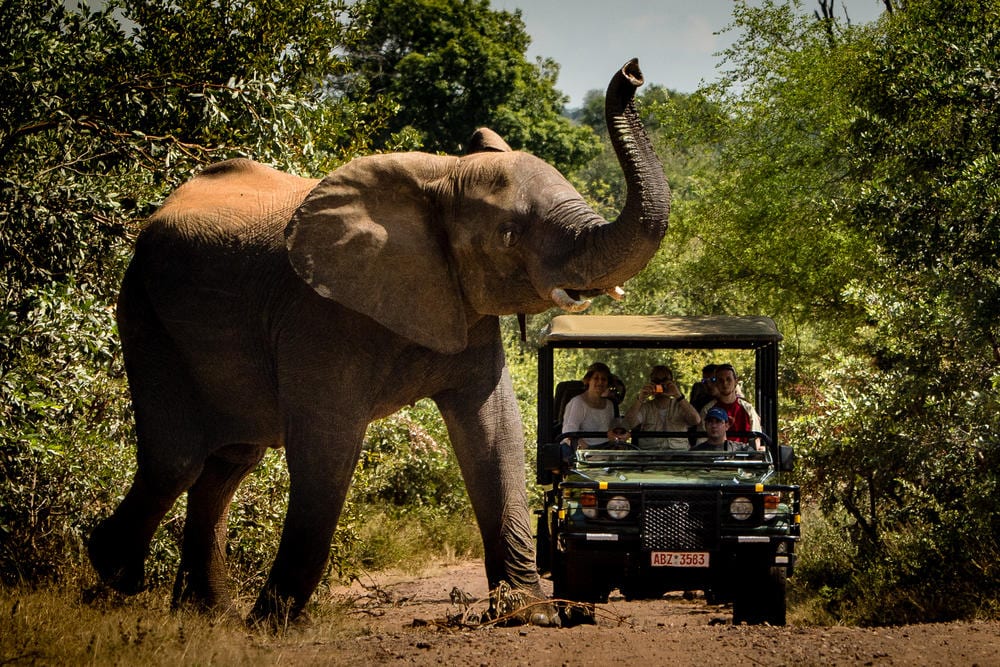 Victoria Falls River Lodge game drive